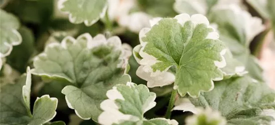 Weißbunter Gundermann 'Variegata'