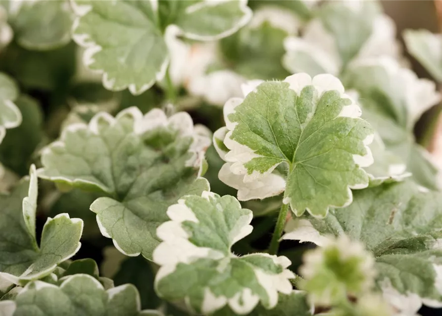 Weißbunter Gundermann 'Variegata'