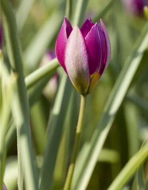 Wildtulpe 'Persian Pearl' 
