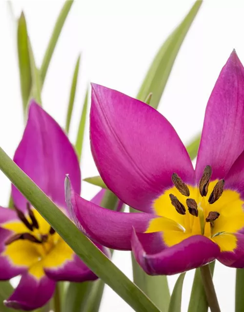 Wildtulpe 'Persian Pearl' 