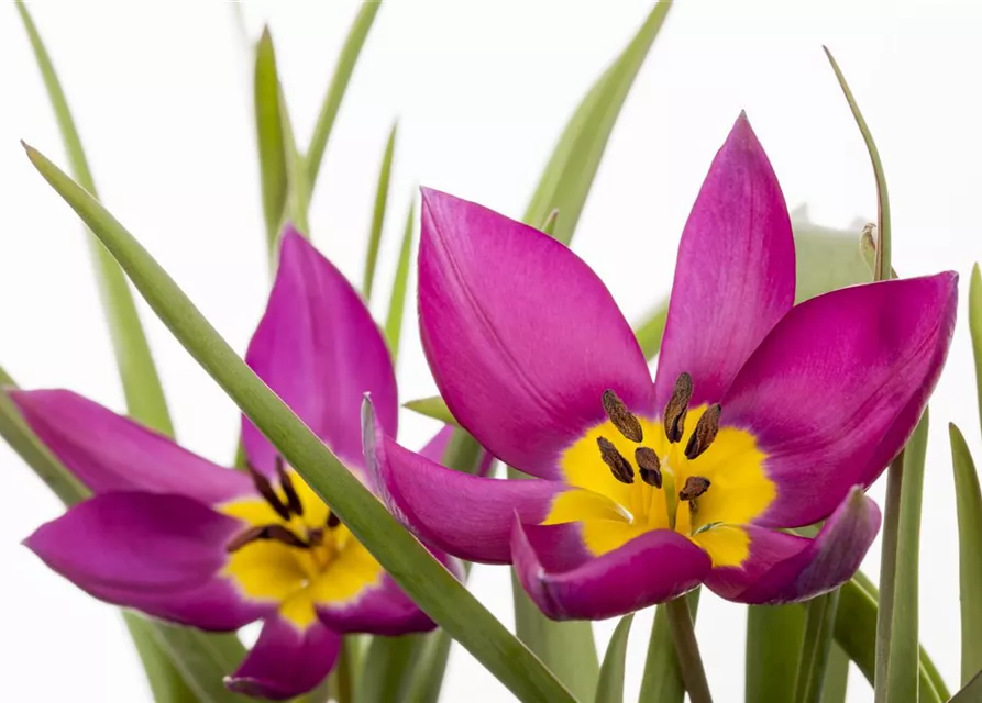 Wildtulpe 'Persian Pearl' 