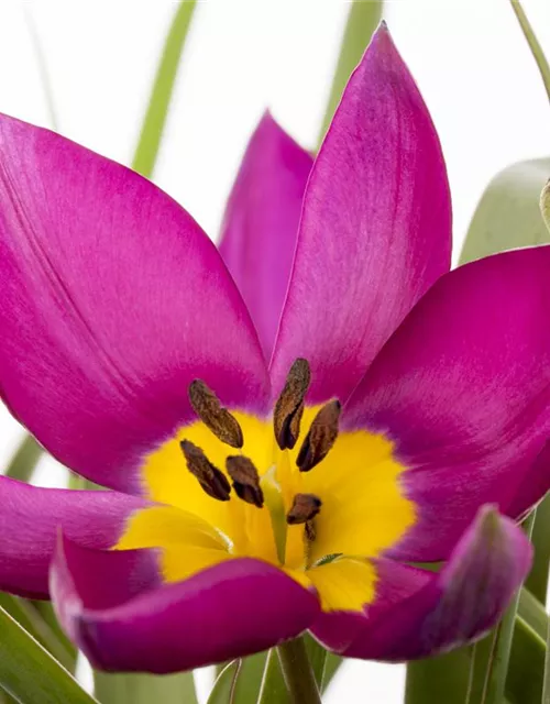 Wildtulpe 'Persian Pearl' 