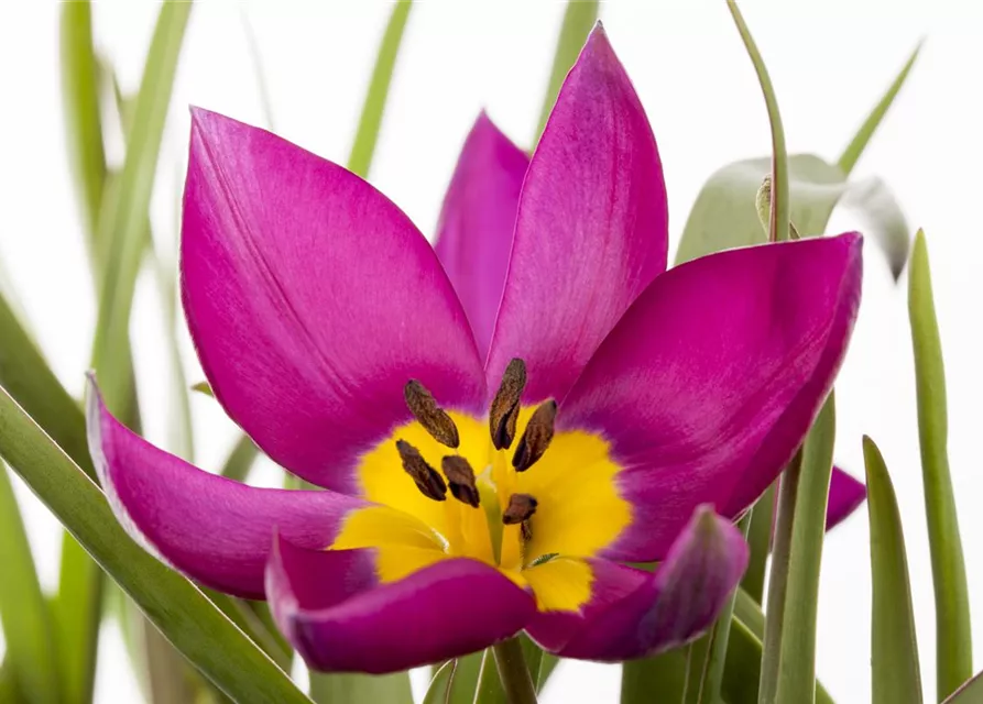 Wildtulpe 'Persian Pearl' 