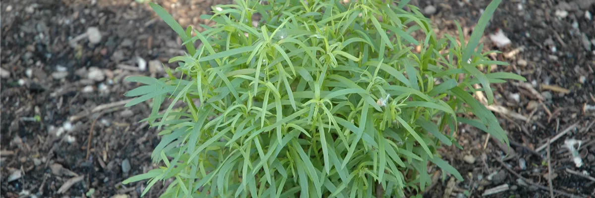Artemisia dracunculus