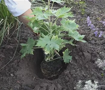 Rittersporn - Einpflanzen im Garten