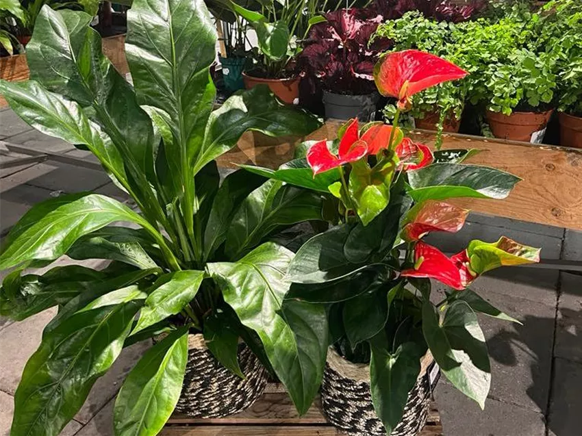 zimmerpflanzen einblatt pflege Einblatt (Spathiphyllum) – Foliage Dreams