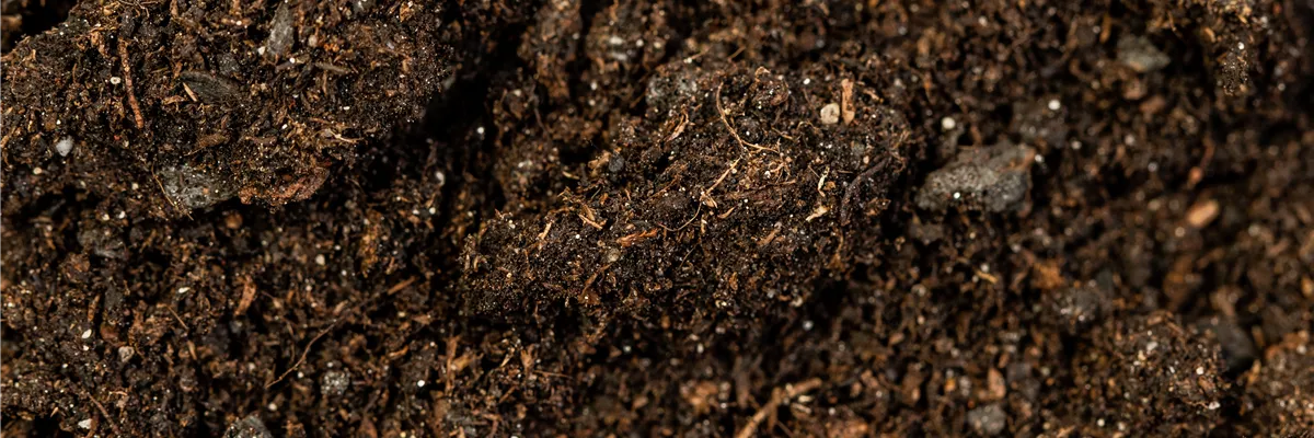 Grünpflanzen- und Palmenerde