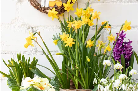 FRüHLINGSGEFüHLE AUS DER ZWIEBEL!