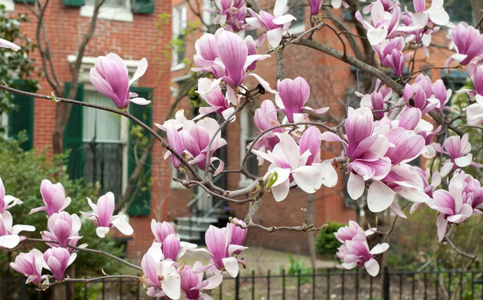 BäUME UND STRäUCHER: