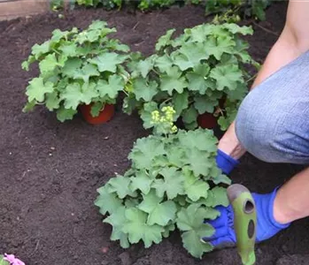 Frauenmantel - Einpflanzen im Garten