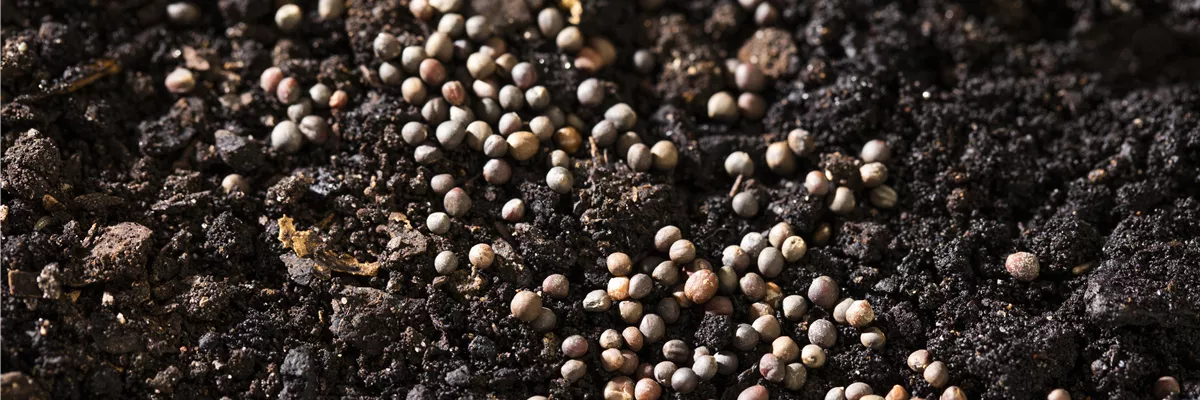 Samen auf Erde verteilt