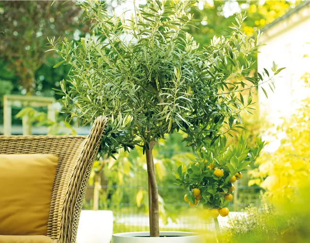 GARTEN DES SüDENS! 