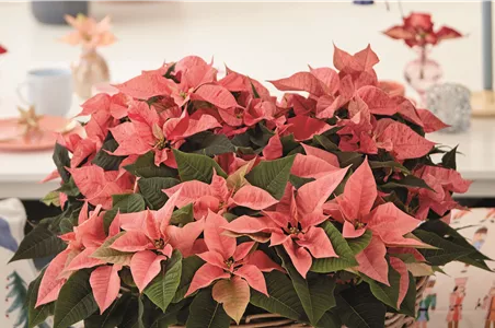 KLASSISCHE WEIHNACHTEN!