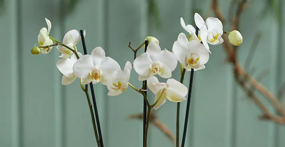 MODERNE WEIHNACHTEN! 