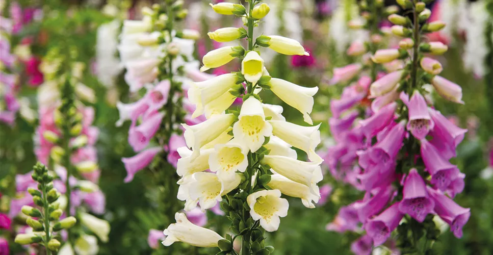 PFLANZE DES MONATS JUNI: FINGERHUT