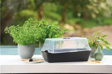 PLATZ DA AUF DER FENSTERBANK!