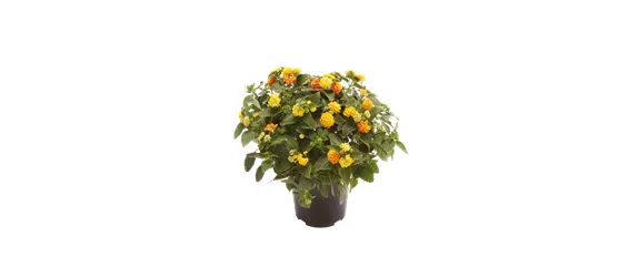 VOLLE BLüTE SOMMER! 