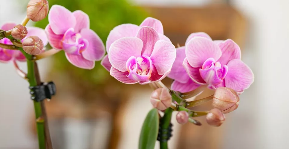 Schmetterlingsorchidee