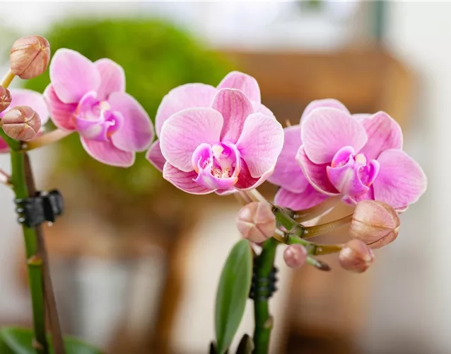 Schmetterlingsorchidee