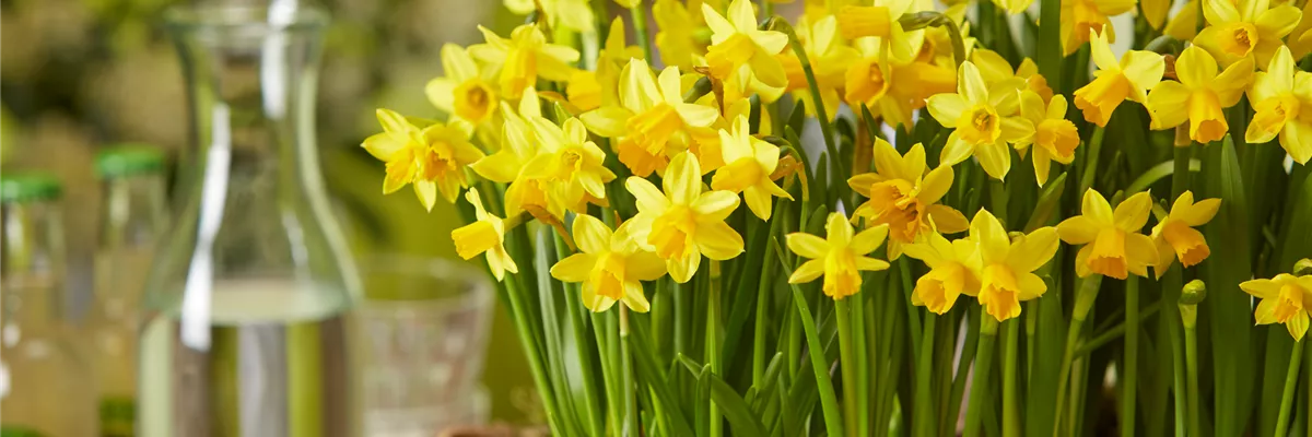 PFLANZE DES MONATS FEBRUAR: NARZISSE