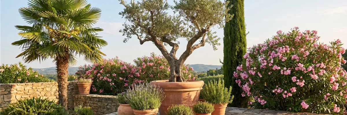 MEDITERRANE PFLANZEN