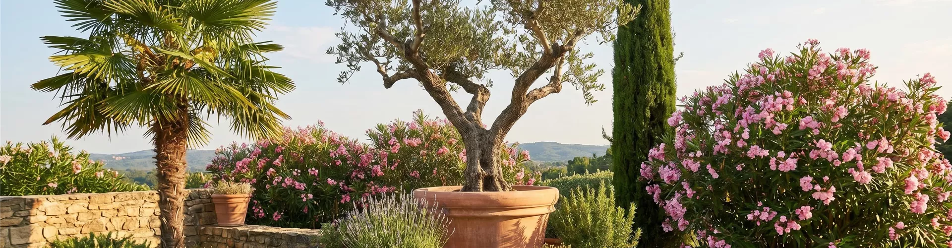 MEDITERRANE PFLANZEN