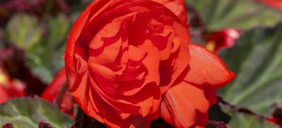 Hängebegonie 'Belina® Orange Colours'