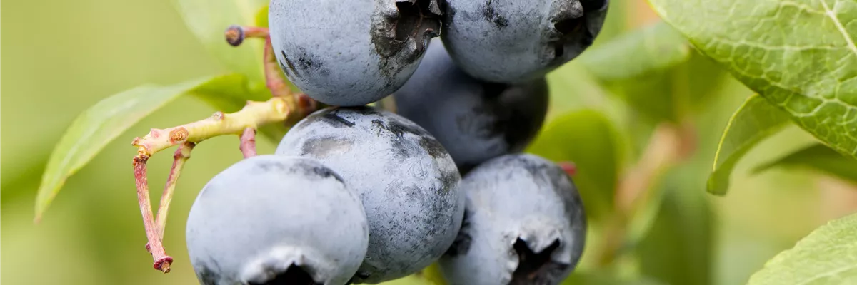 Vaccinium corymbosum