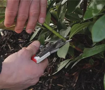 Rhododendron - Zurückschneiden im Frühling