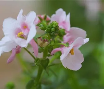 Elfensporn - Einpflanzen in ein Gefäß