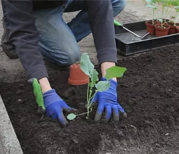 Brokkoli - Einpflanzen in ein Gemüsebeet