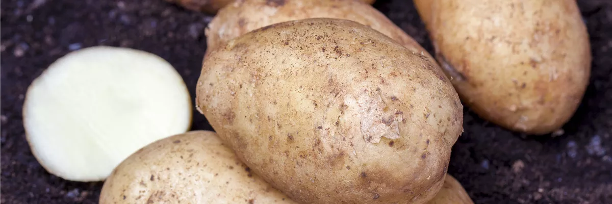 Kartoffel, frühe Sorte