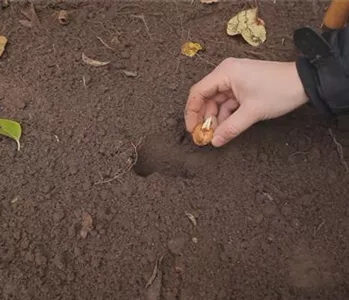 Krokusse - Knollen einpflanzen