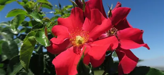 Kleinstrauchrose 'Alexander von Humboldt'®(s)