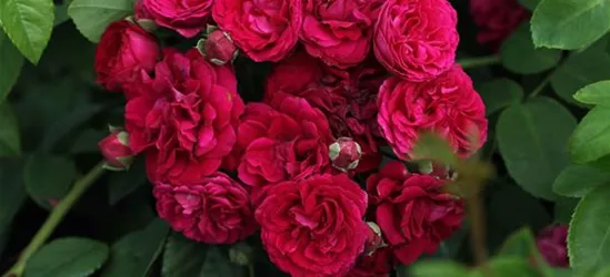 Kletterrose 'Chevy Chase'