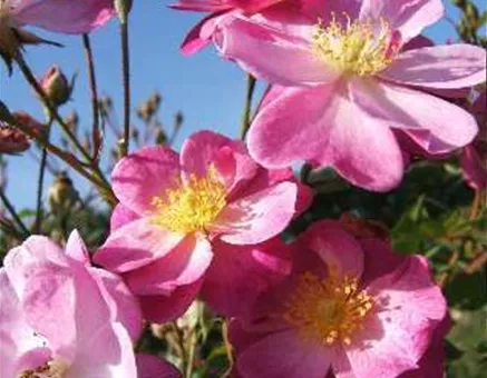 Kleinstrauchrose 'Lavender Dream'®