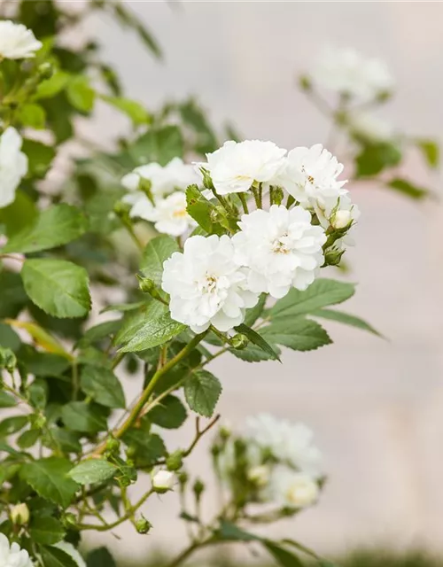 Kletterrose 'Guirlande d'Amour'®