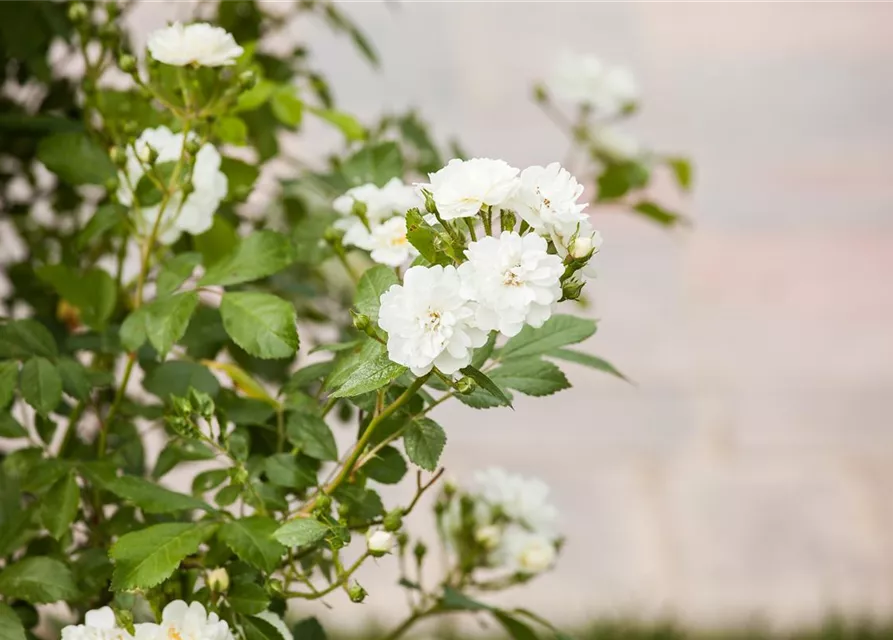 Kletterrose 'Guirlande d'Amour'®