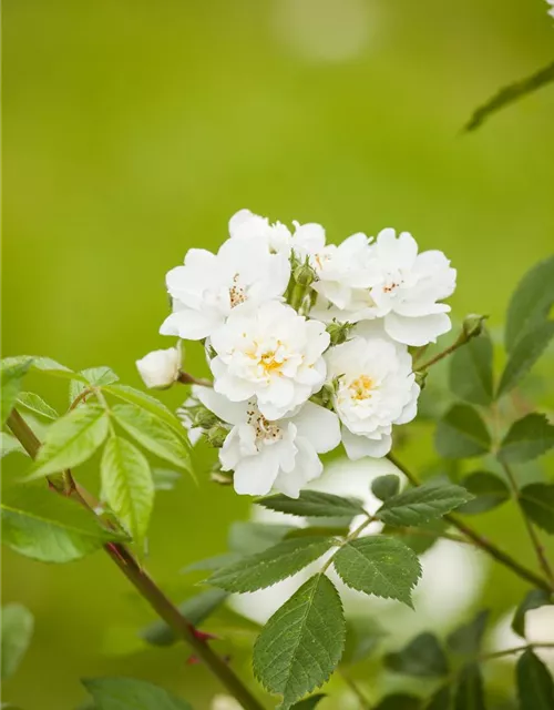 Kletterrose 'Guirlande d'Amour'®