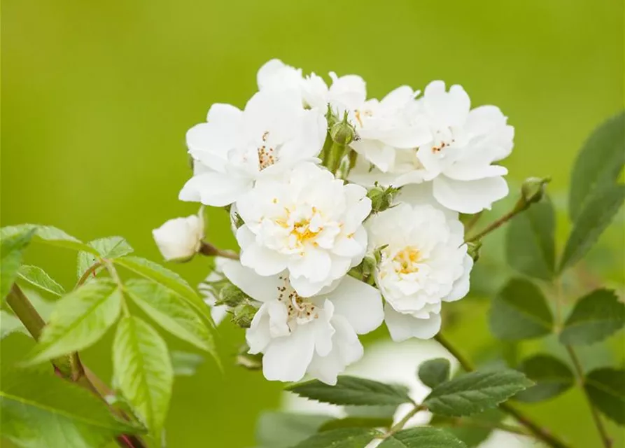Kletterrose 'Guirlande d'Amour'®