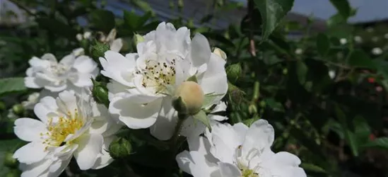 Kletterrose 'Guirlande d'Amour'®