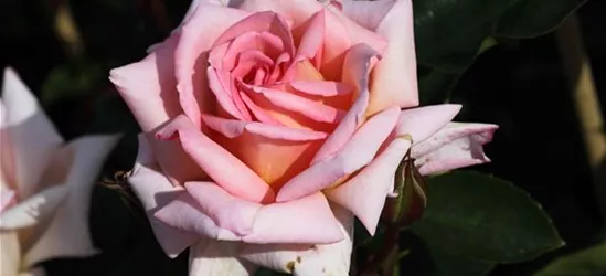 Kletterrose 'Compassion'®