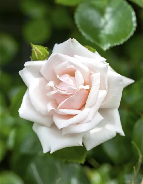 Kletterrose 'New Dawn'