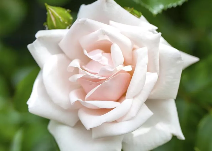 Kletterrose 'New Dawn'