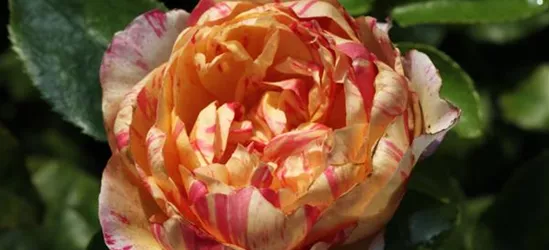 Kletterrose 'Julie Andrieu'®