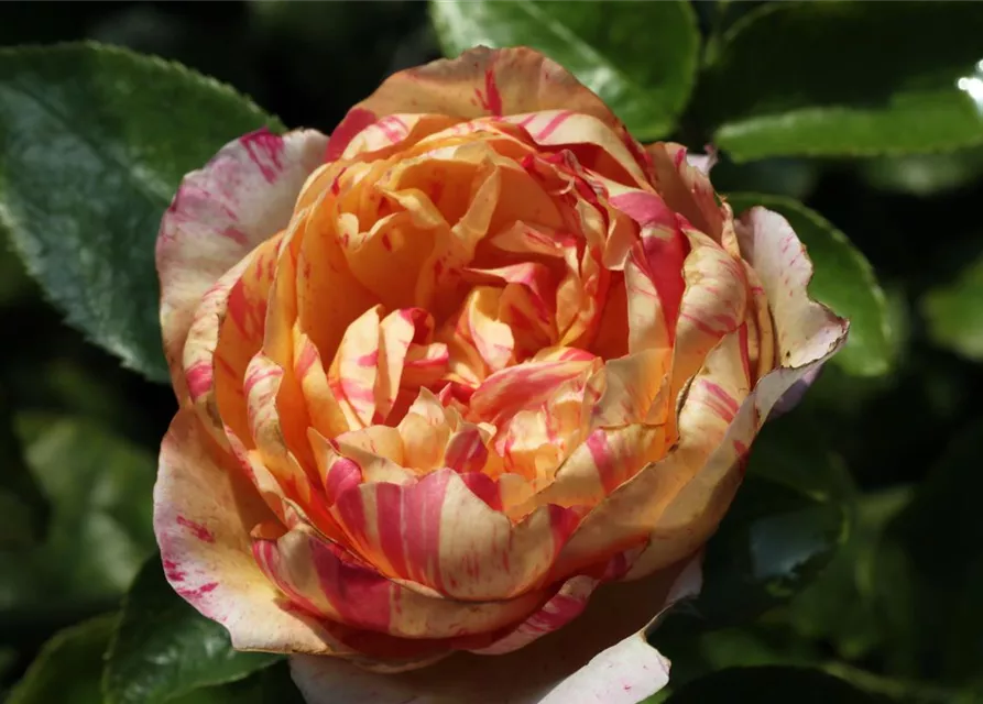 Kletterrose 'Julie Andrieu'®