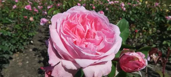 Kletterrose 'Kiss me Kate'®