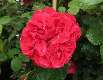 Kletterrose 'Florentina'®