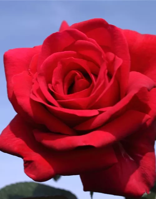 Kletterrose 'Red Flame'