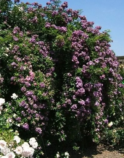 Kletterrose 'Veilchenblau'